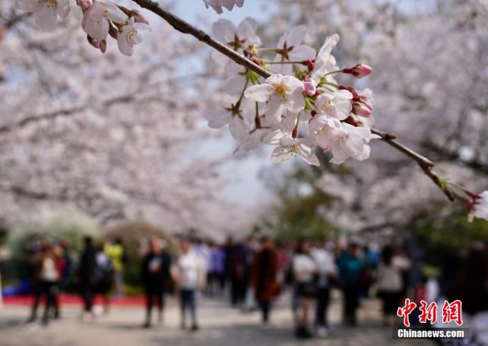 保山文旅部发布清明节假期出游提醒：抵制不合理低价游