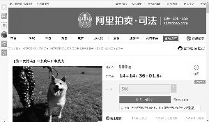 保山主人拖欠寄养费 小柴犬被拍卖引起网友围观